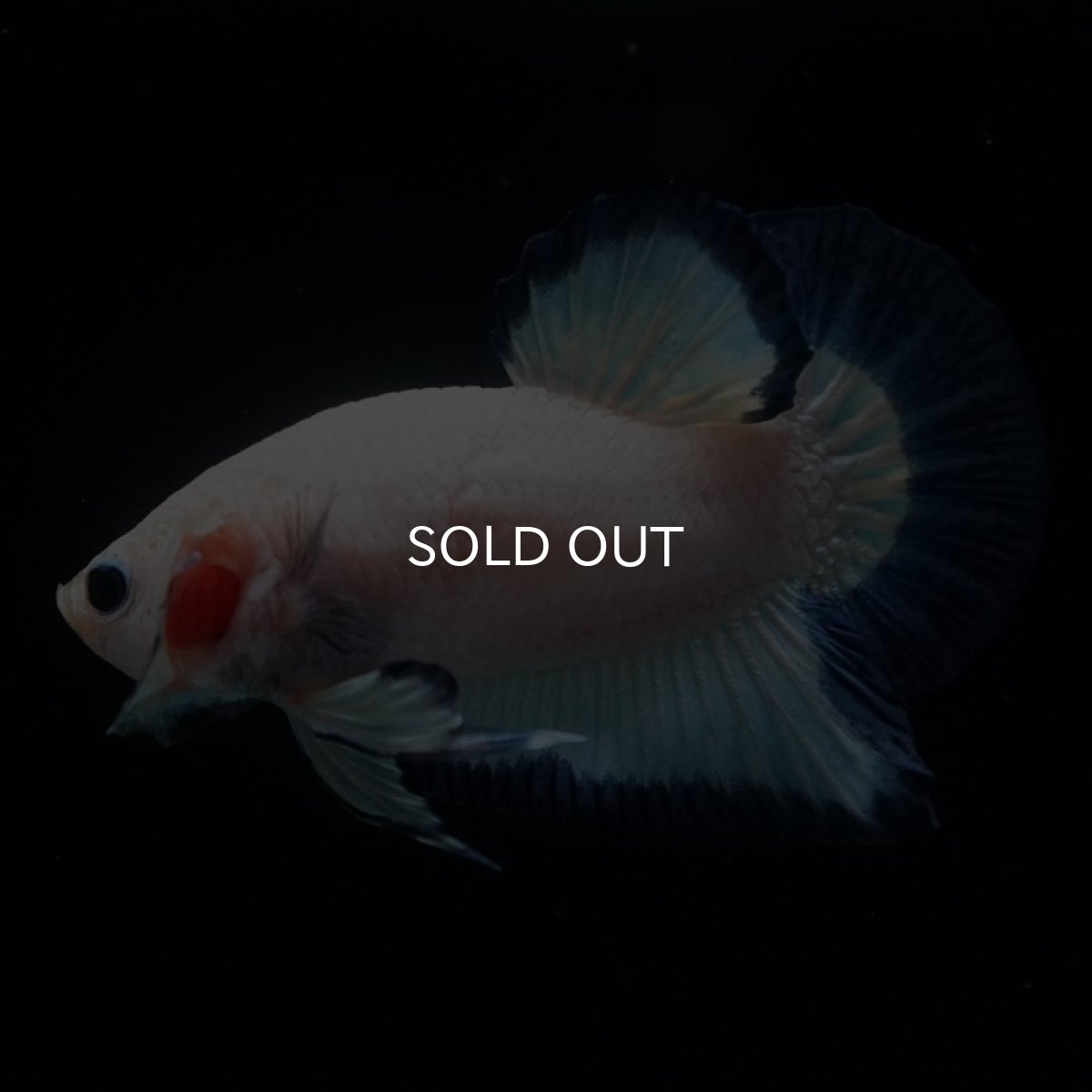 画像6: HMPK　ブルーリム (6)