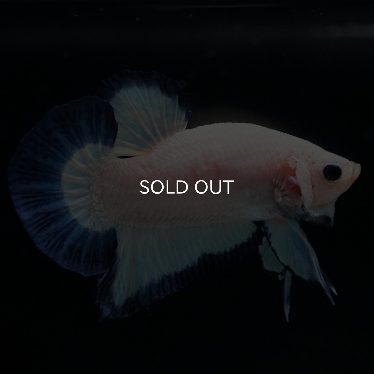 画像5: HMPK　ブルーリム (5)