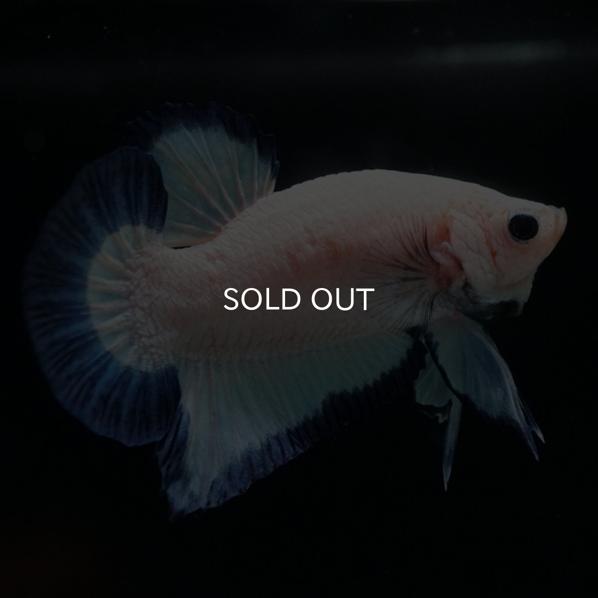 画像4: HMPK　ブルーリム (4)