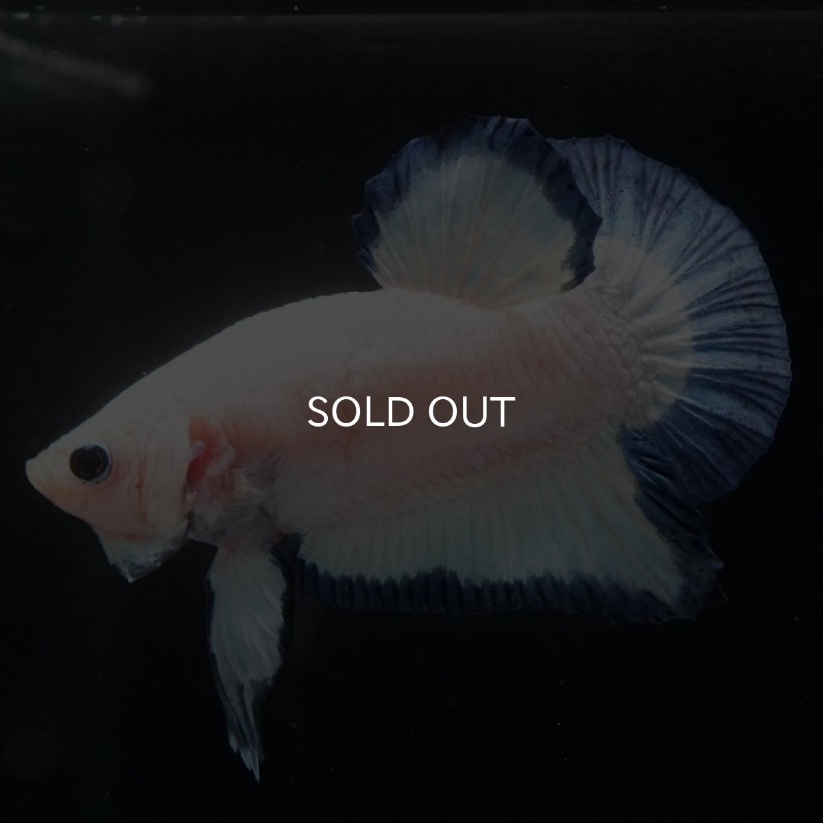 画像2: HMPK　ブルーリム (2)