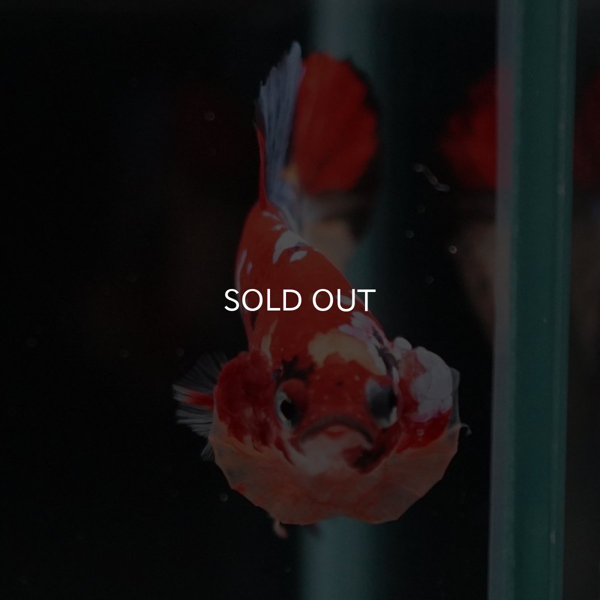 画像3: HMPK　キャンディアルビノオッドアイ (3)