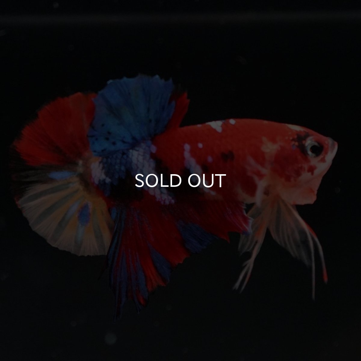 画像2: HMPK　キャンディアルビノオッドアイ (2)