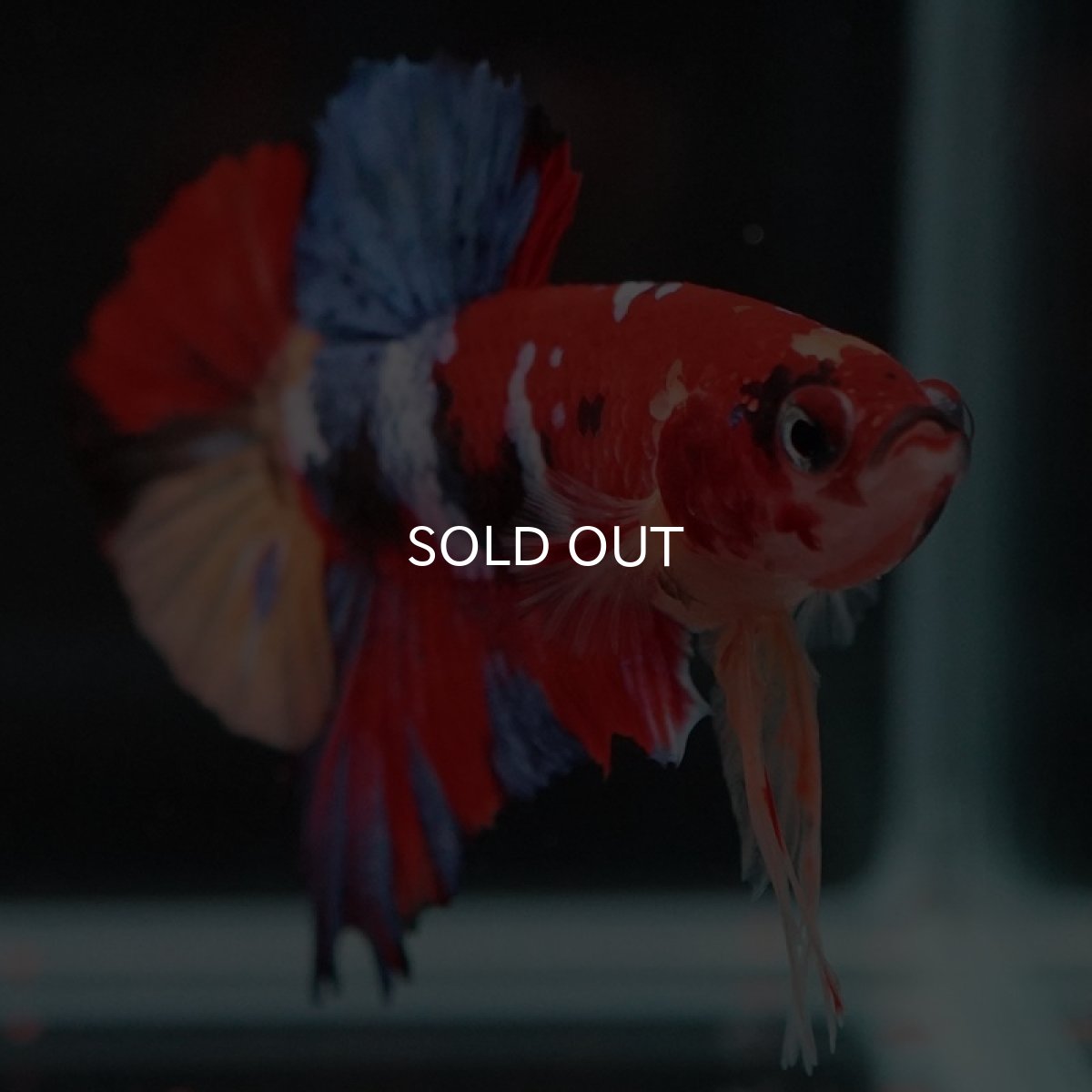 画像7: HMPK　キャンディアルビノオッドアイ (7)