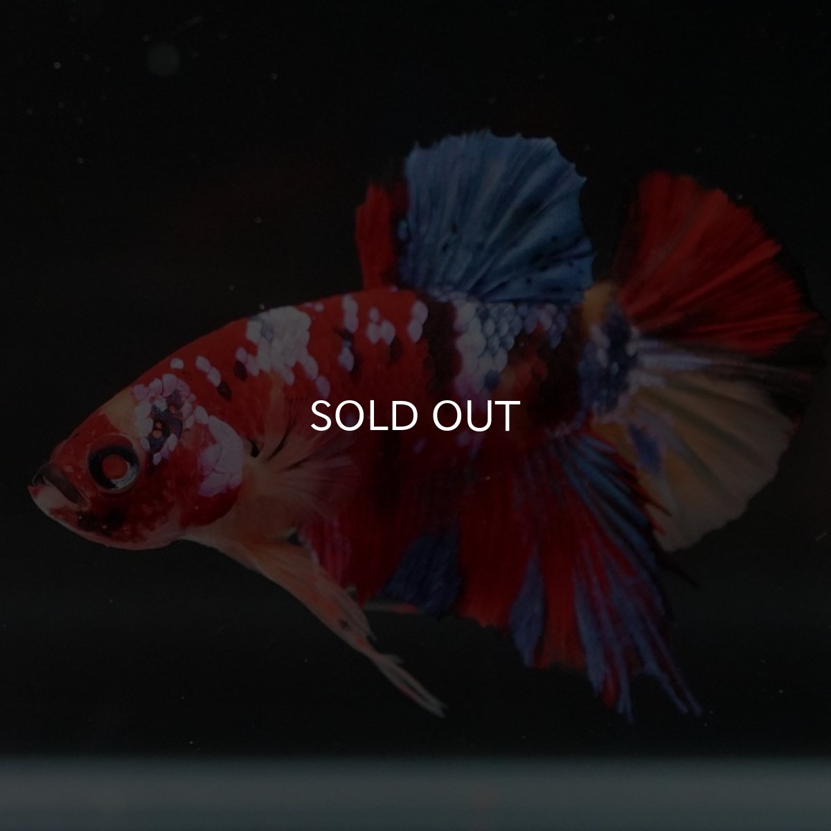 画像6: HMPK　キャンディアルビノオッドアイ (6)