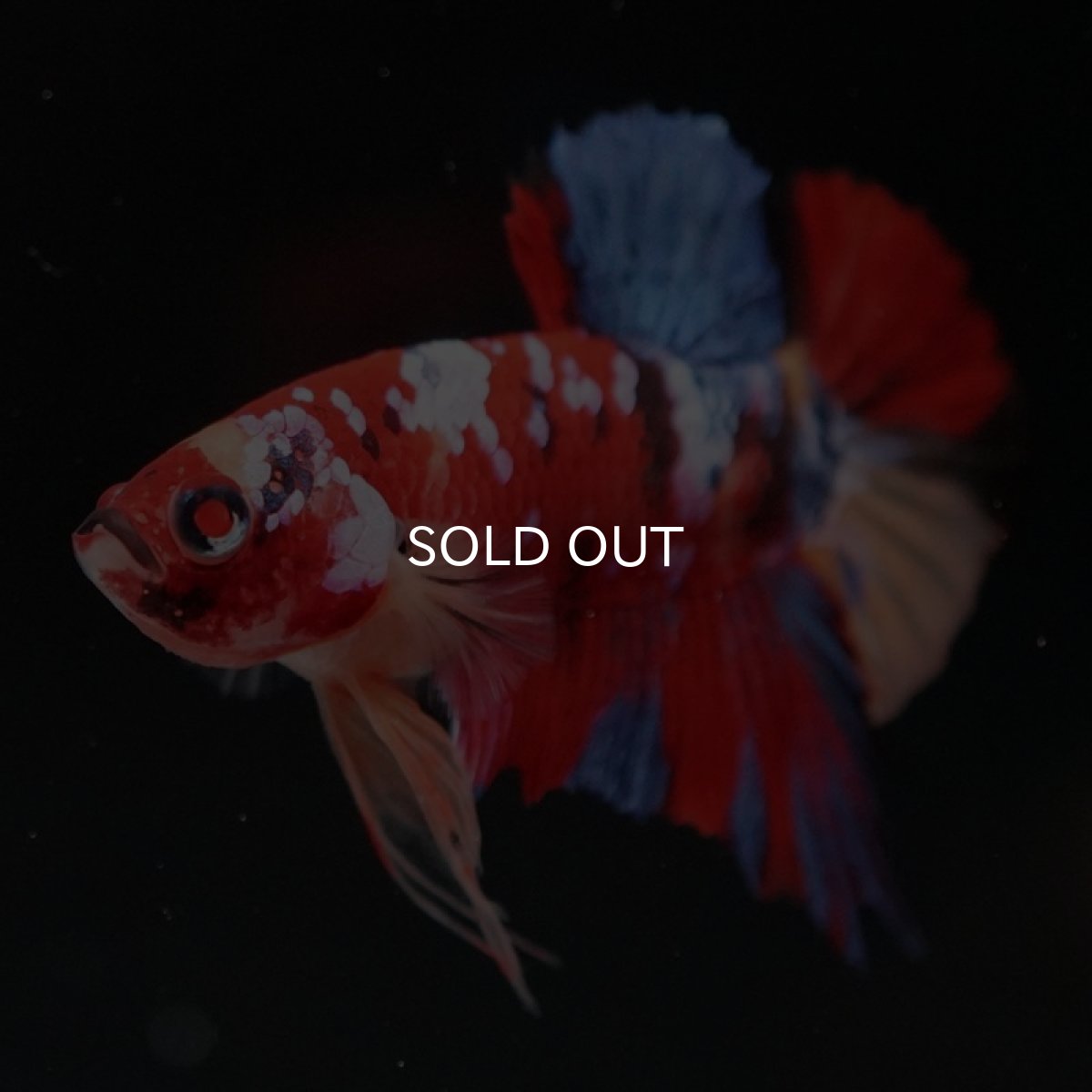 画像5: HMPK　キャンディアルビノオッドアイ (5)