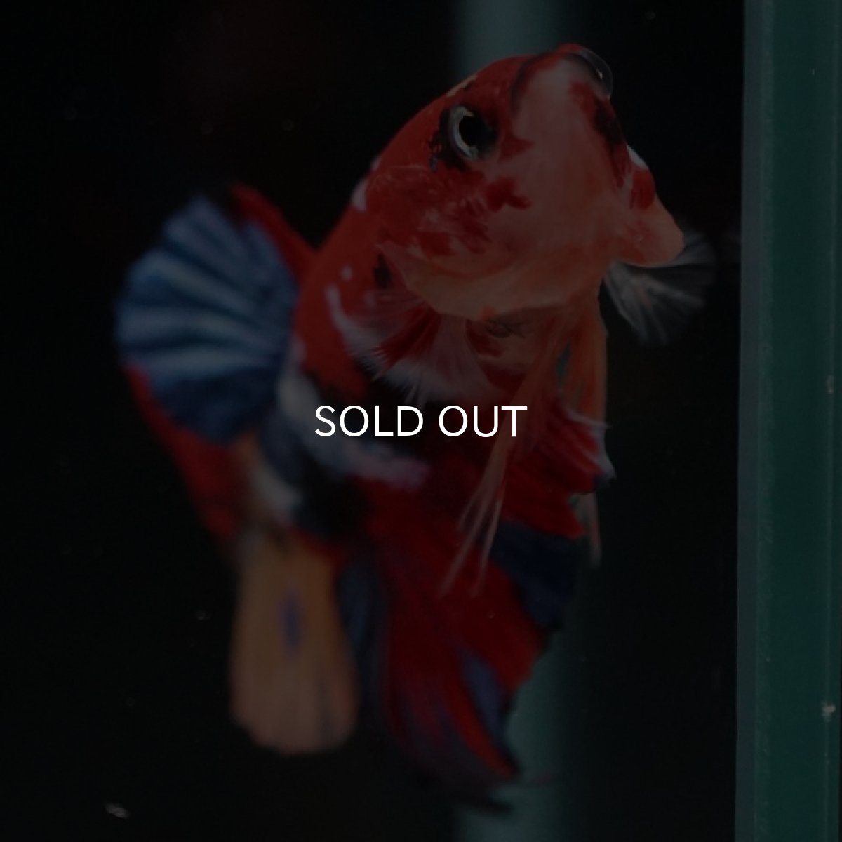 画像4: HMPK　キャンディアルビノオッドアイ (4)