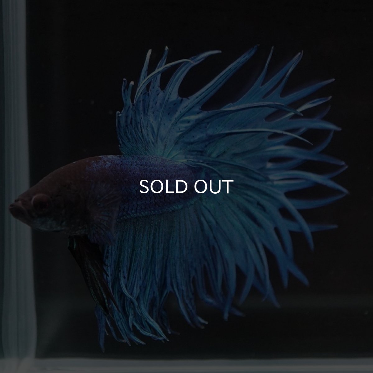 画像5: CT キングクラウン　ブルー (5)