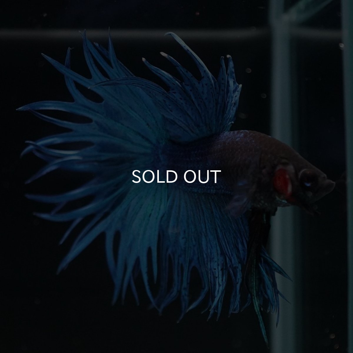 画像4: CT キングクラウン　ブルー (4)