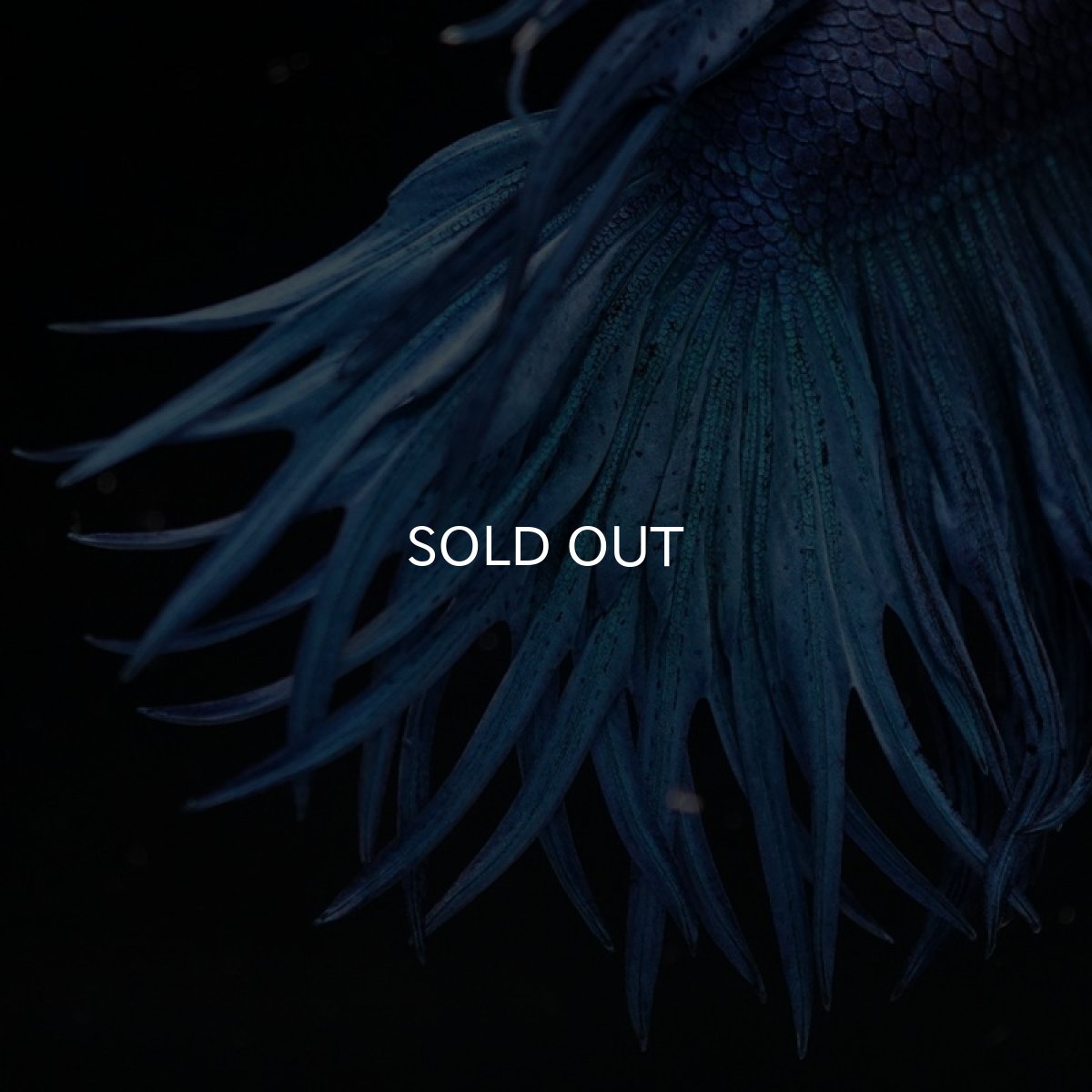 画像6: CT キングクラウン　ブルー (6)