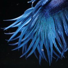 画像6: CT キングクラウン　ブルー (6)
