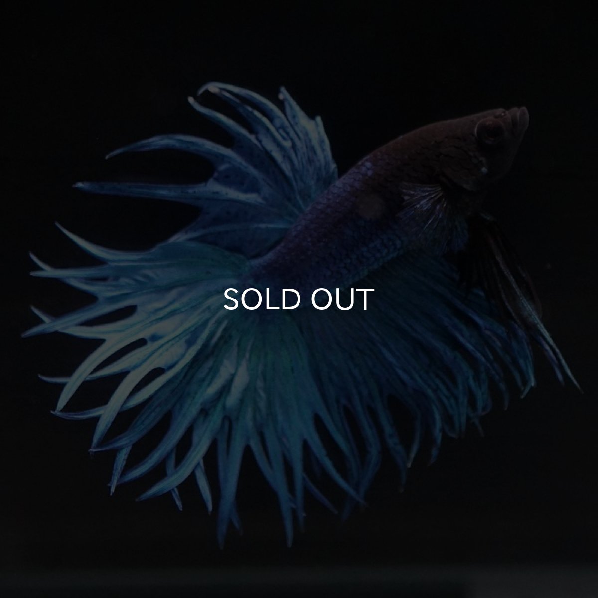 画像3: CT キングクラウン　ブルー (3)