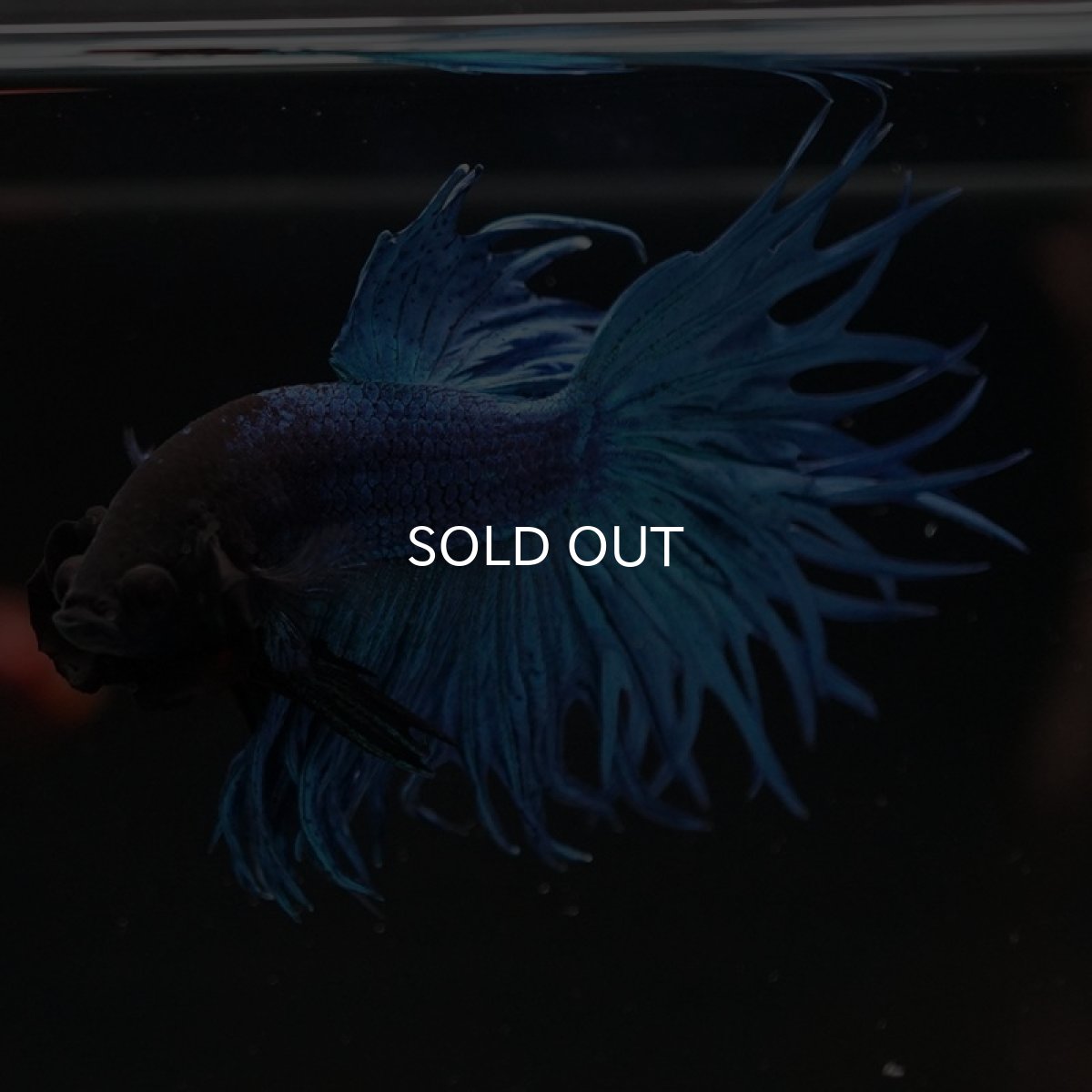 画像2: CT キングクラウン　ブルー (2)