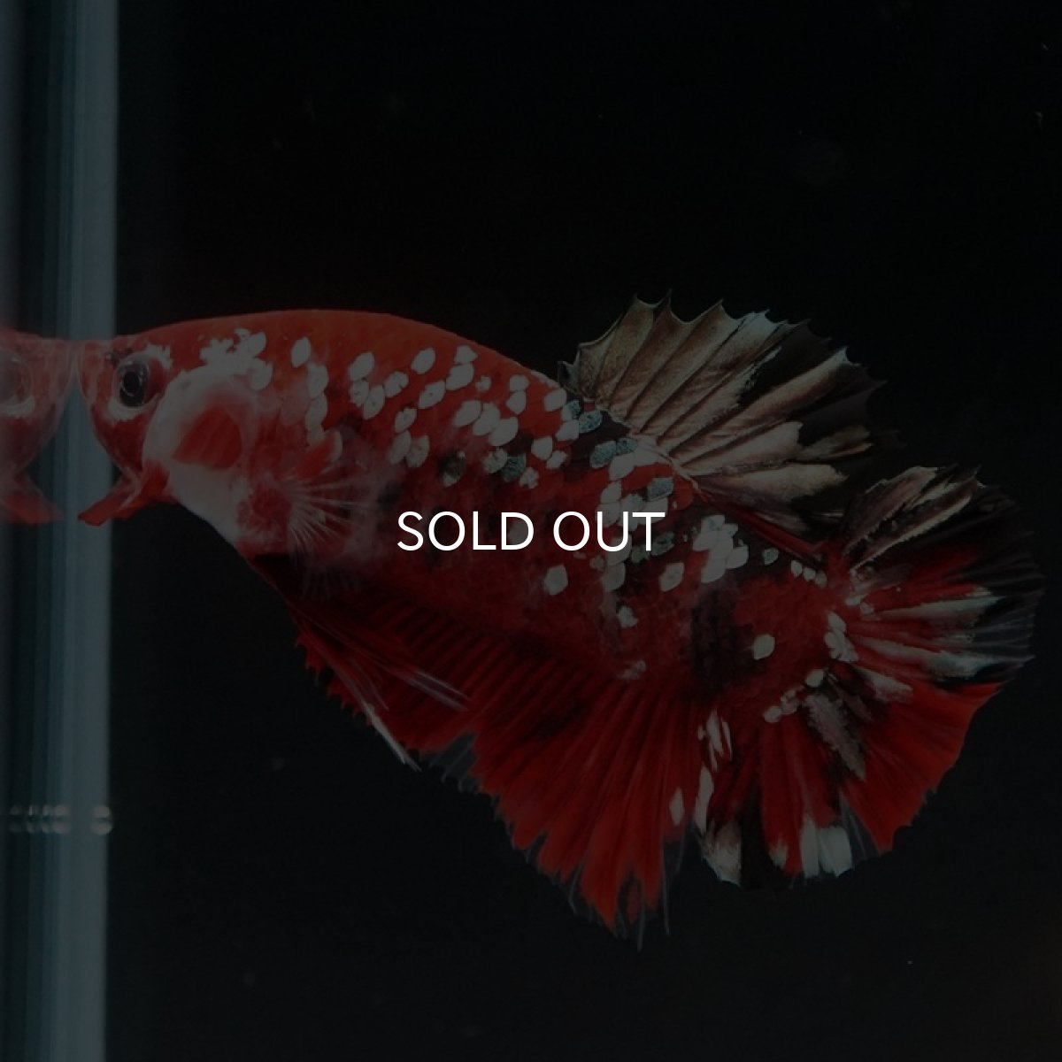 画像4: HMPK レッドギャラクシー (4)