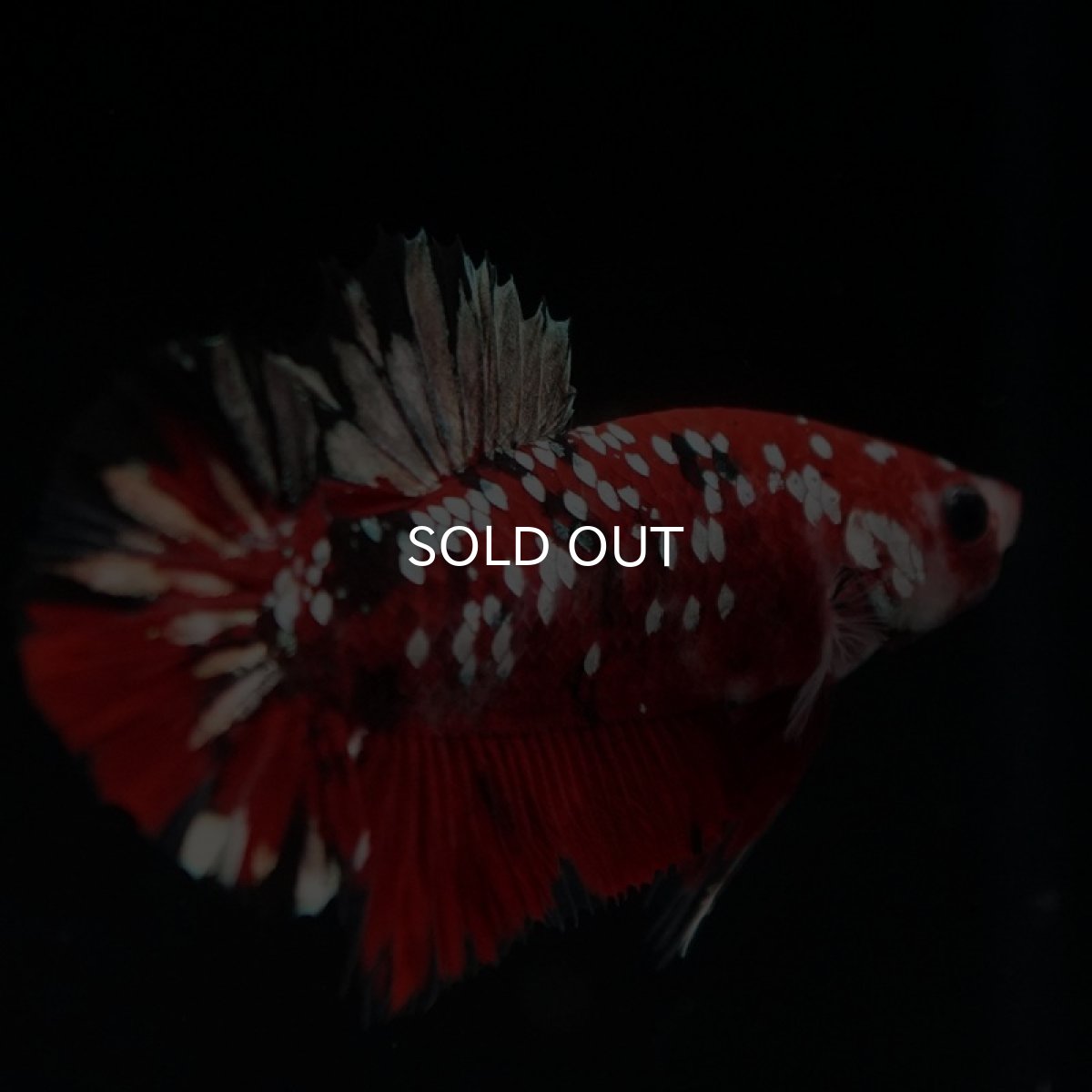 画像3: HMPK レッドギャラクシー (3)