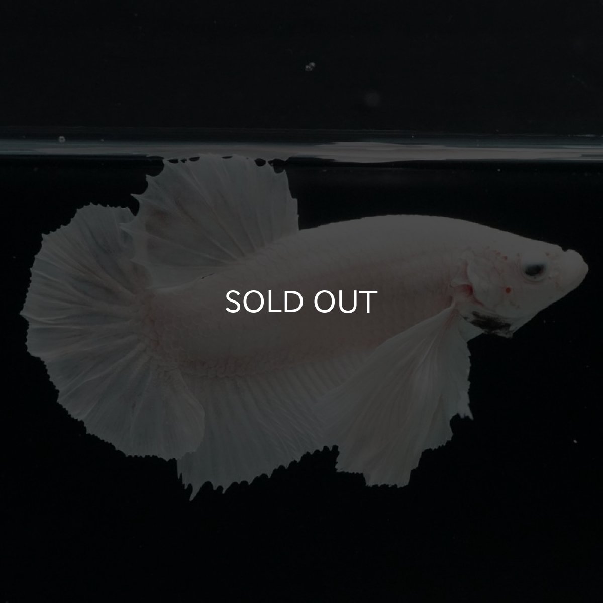 画像5: HMPK ホワイトダンボ (5)