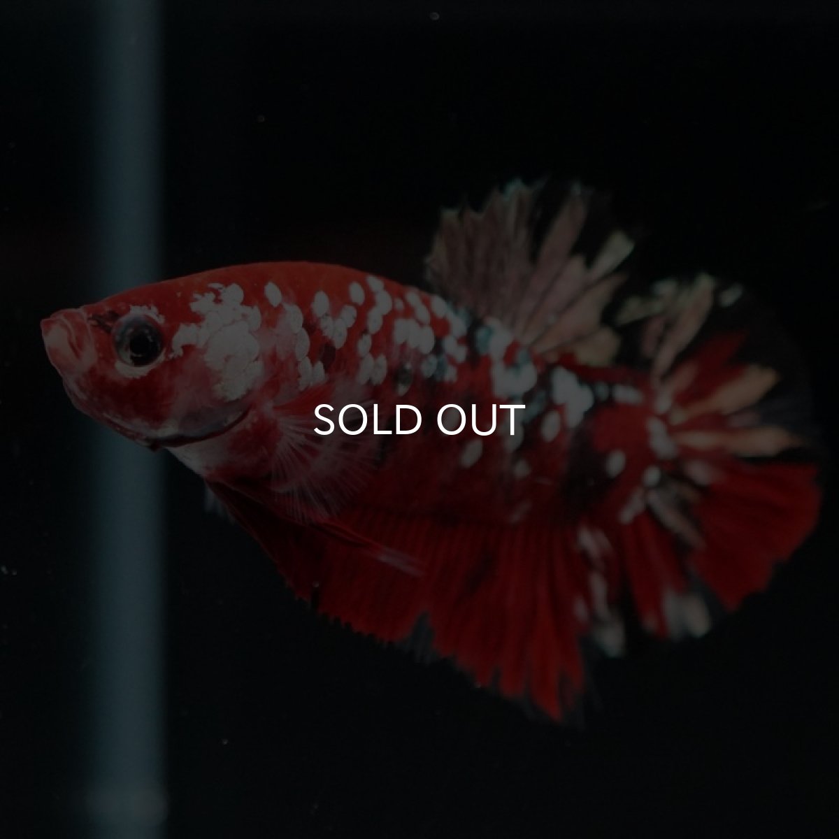 画像2: HMPK レッドギャラクシー (2)