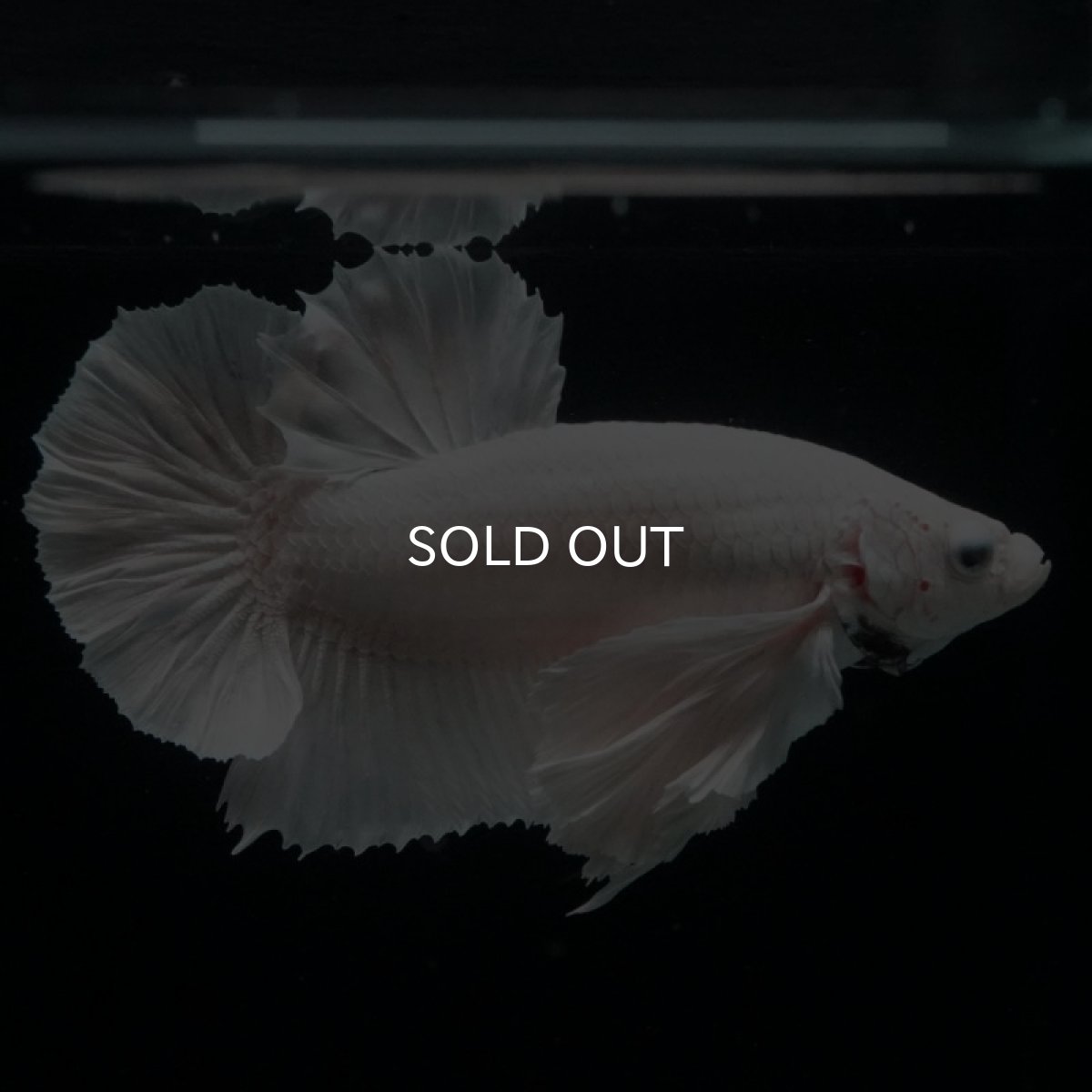 画像3: HMPK ホワイトダンボ (3)