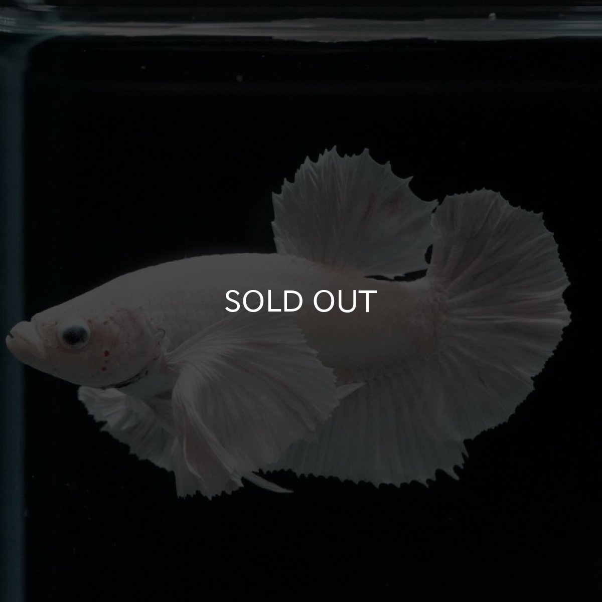 画像4: HMPK ホワイトダンボ (4)