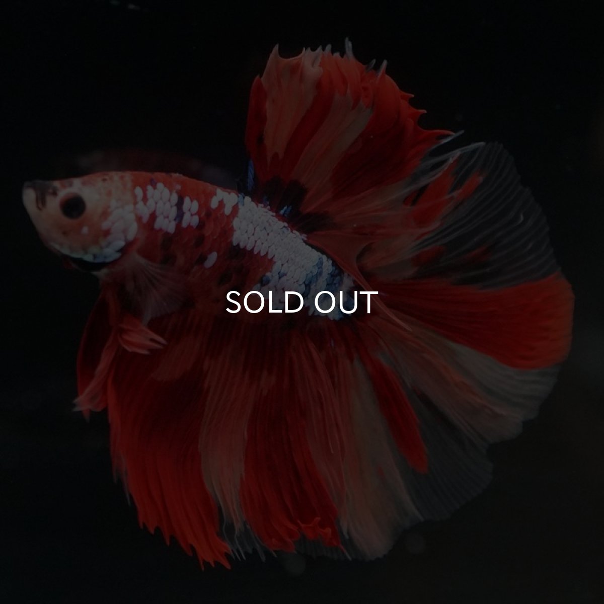 画像3: HM　キャンディ (3)