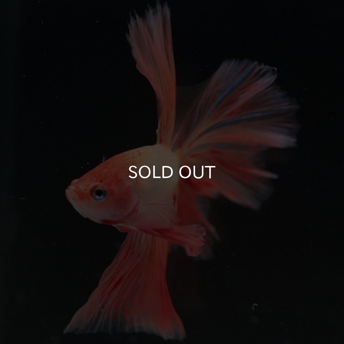 画像5: HM アルマゲドン ローズテール (5)