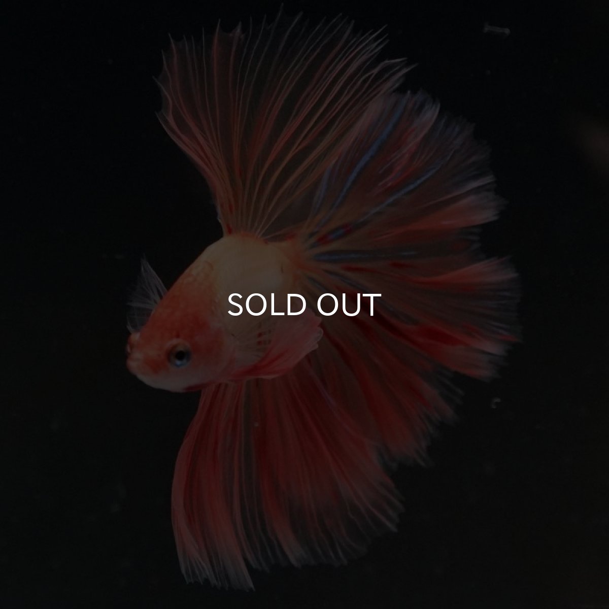 画像3: HM アルマゲドン ローズテール (3)