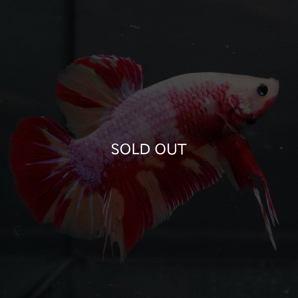 画像2: GHMPK キャンディ変わり柄 (2)