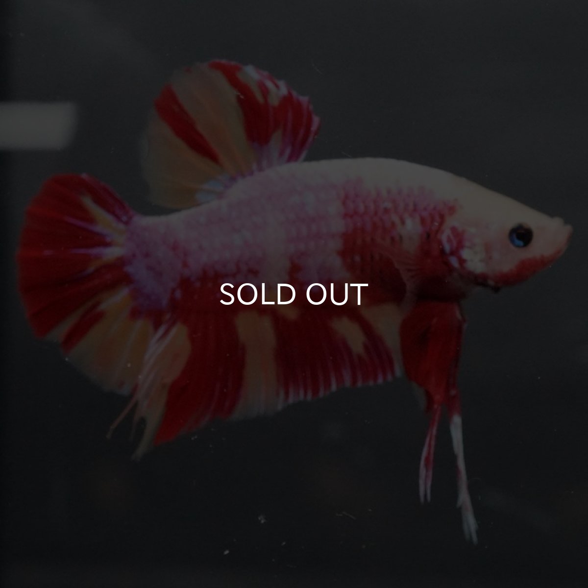 画像9: GHMPK キャンディ変わり柄 (9)