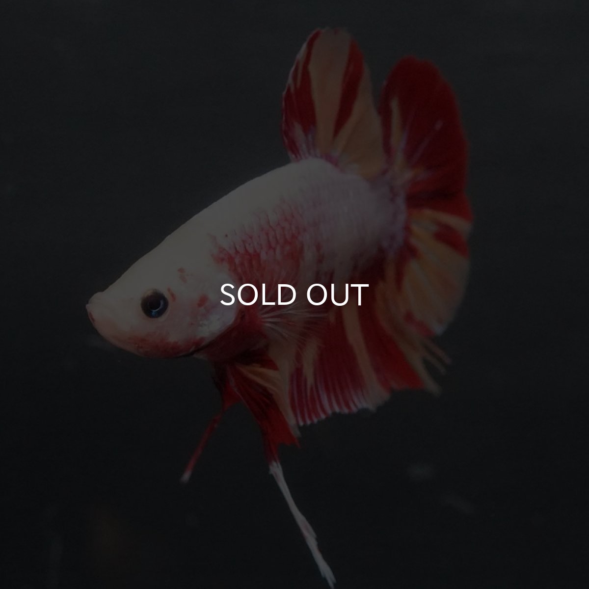 画像8: GHMPK キャンディ変わり柄 (8)