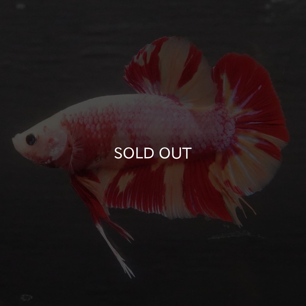 画像7: GHMPK キャンディ変わり柄 (7)