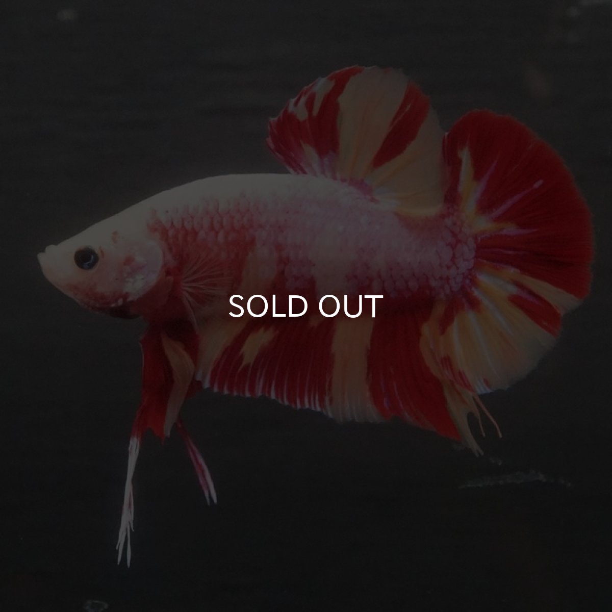 画像6: GHMPK キャンディ変わり柄 (6)