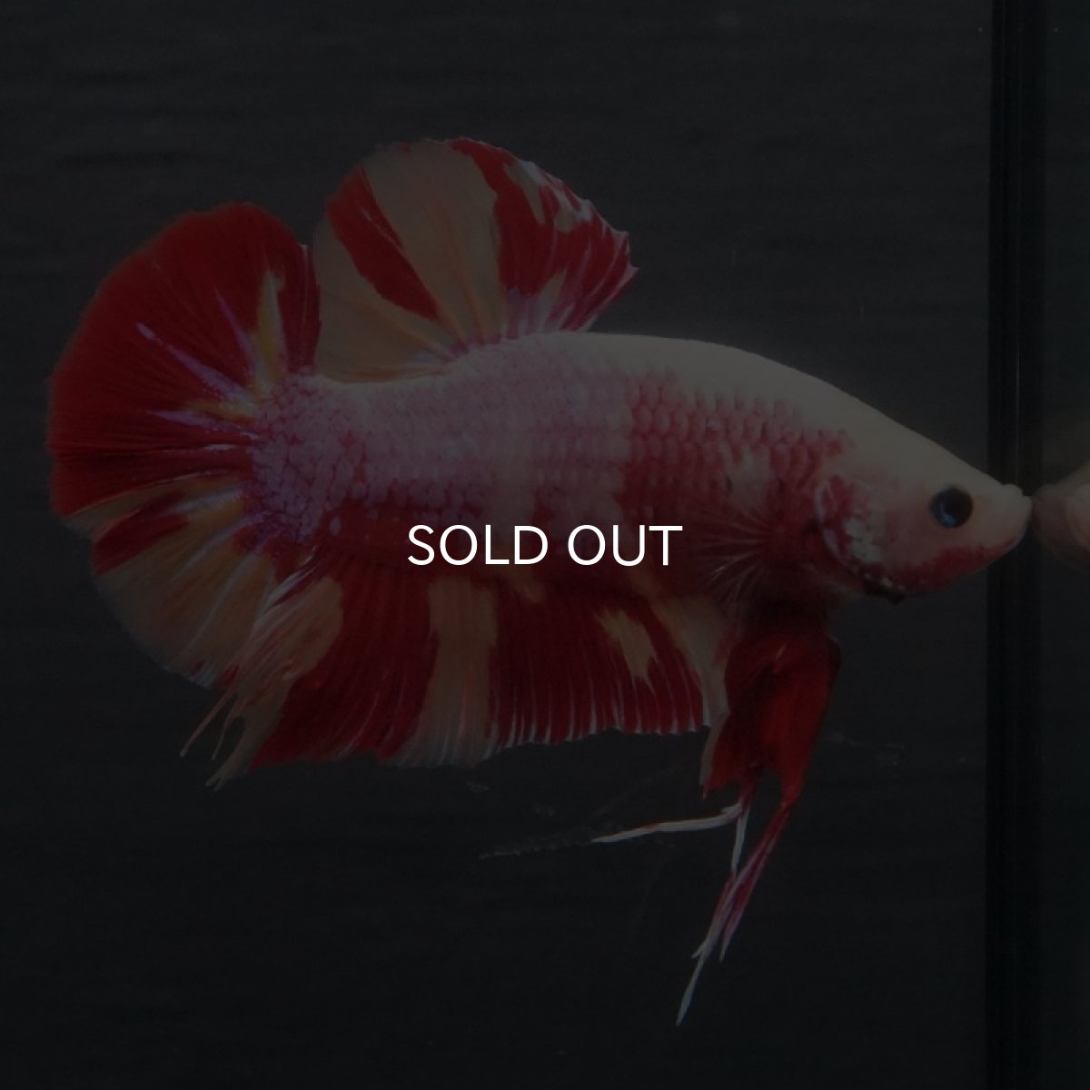 画像5: GHMPK キャンディ変わり柄 (5)