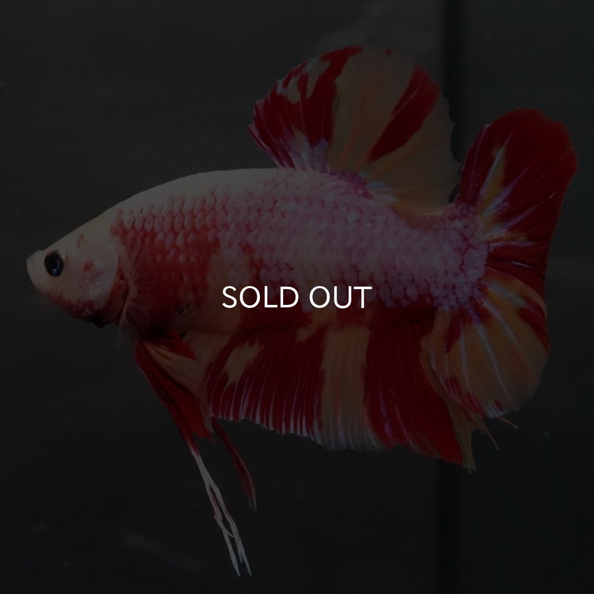 画像3: GHMPK キャンディ変わり柄 (3)