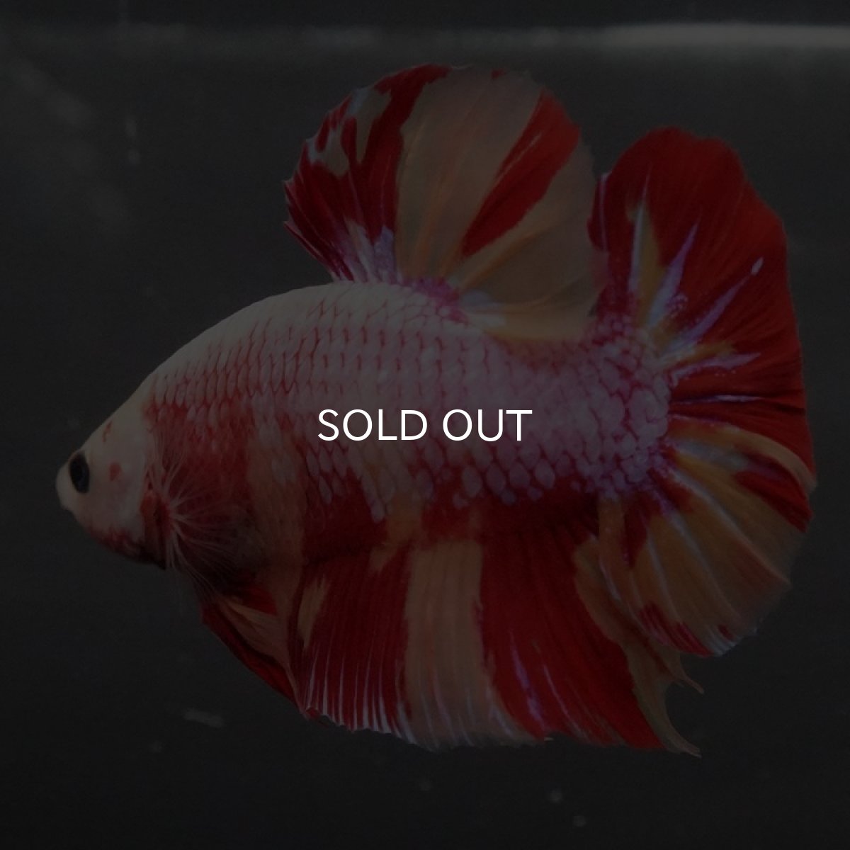 画像4: GHMPK キャンディ変わり柄 (4)