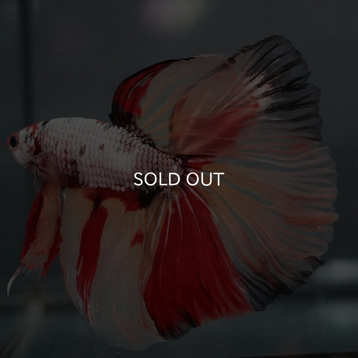 画像6: GHM キャンディカッパー (6)