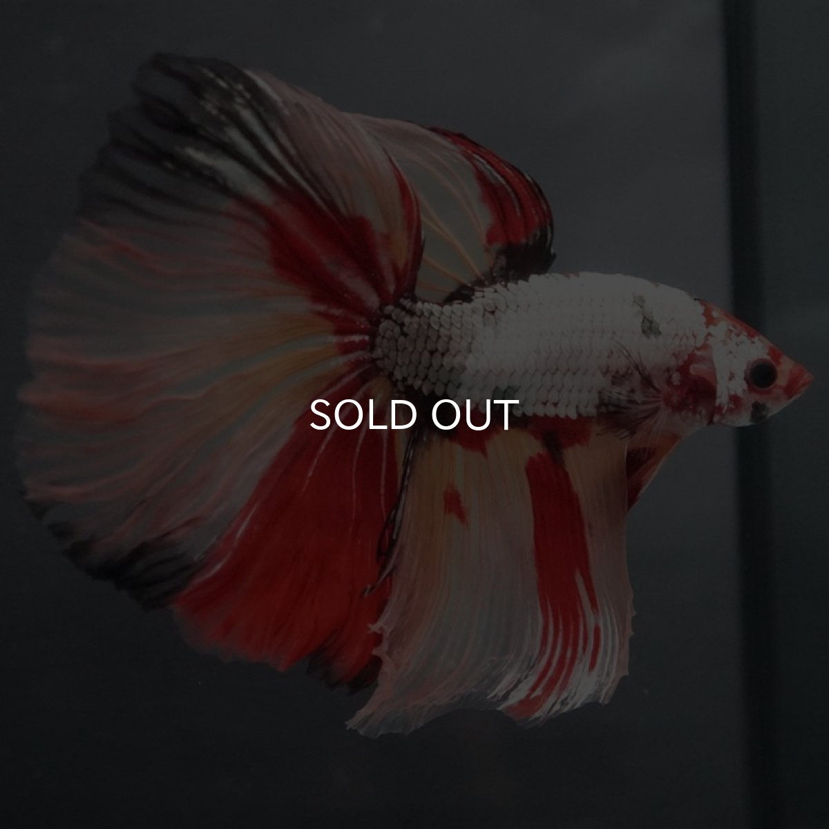 画像5: GHM キャンディカッパー (5)