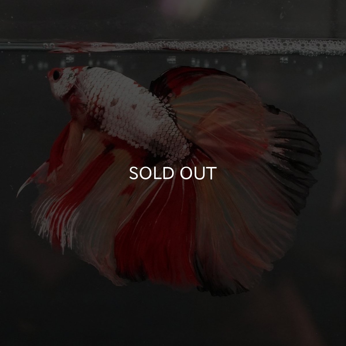 画像4: GHM キャンディカッパー (4)