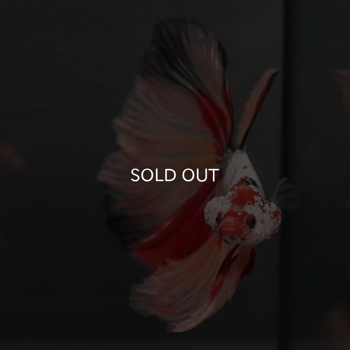 画像3: GHM キャンディカッパー (3)