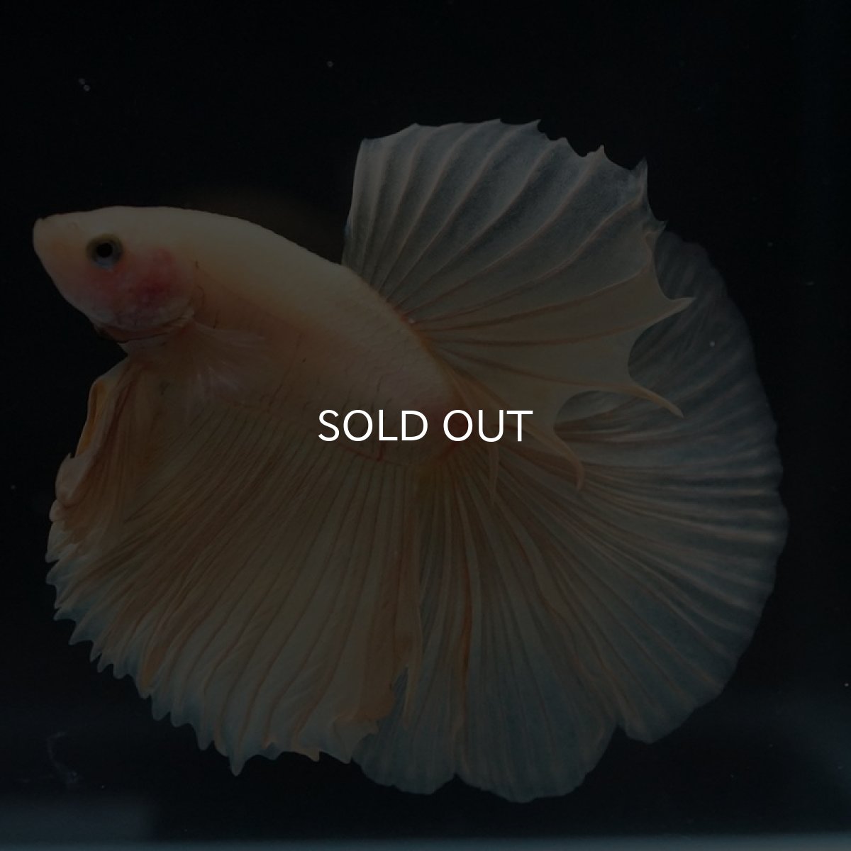 画像5: HM　イエロー (5)