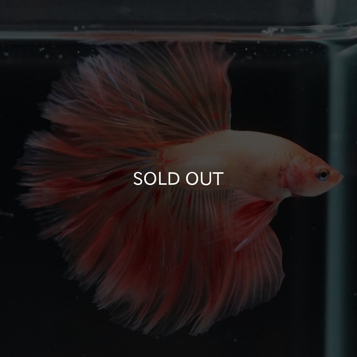 画像4: HM アルマゲドン ローズテール (4)