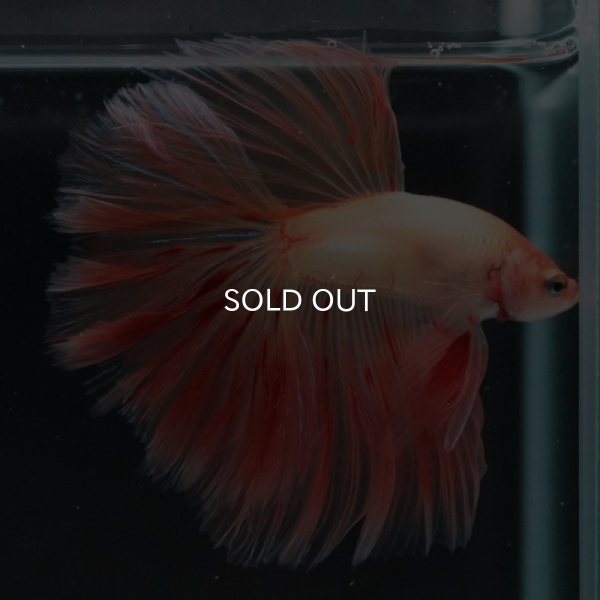 画像2: HM アルマゲドン ローズテール (2)