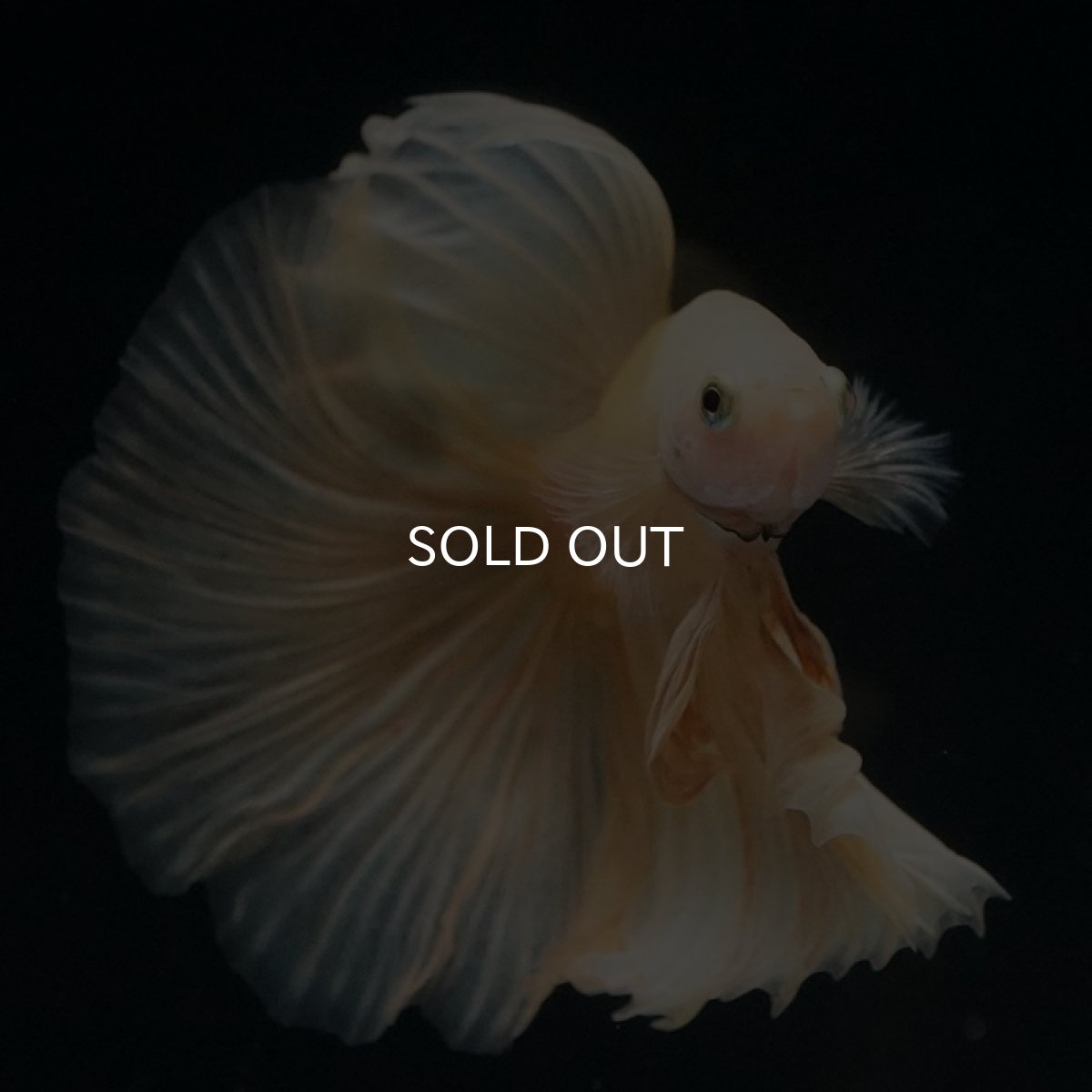 画像4: HM　イエロー (4)