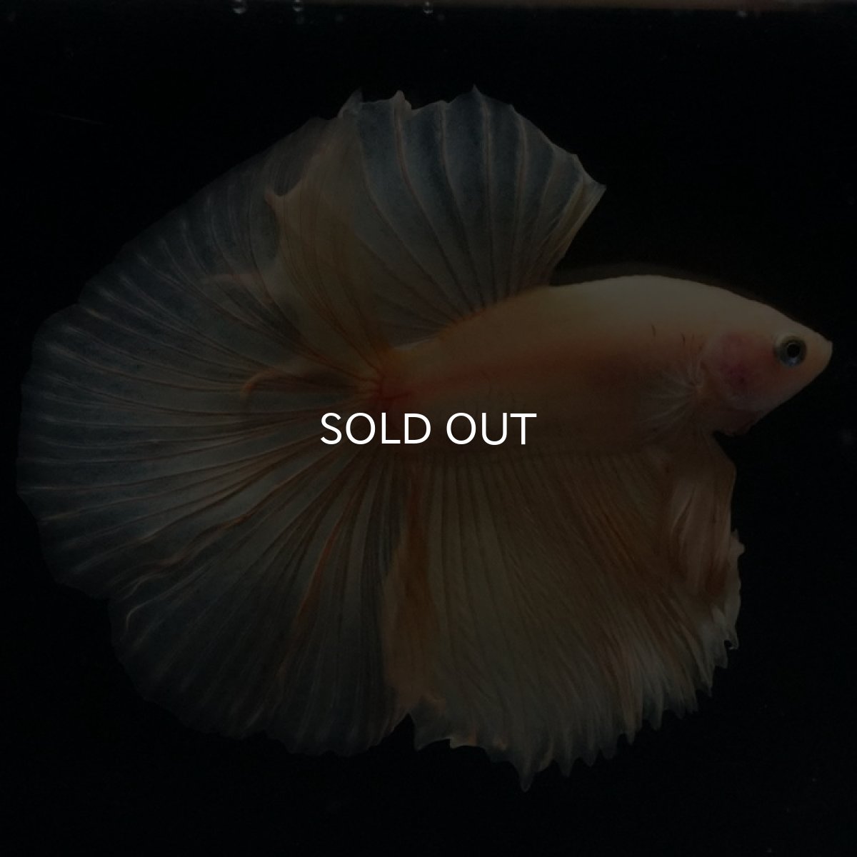 画像3: HM　イエロー (3)