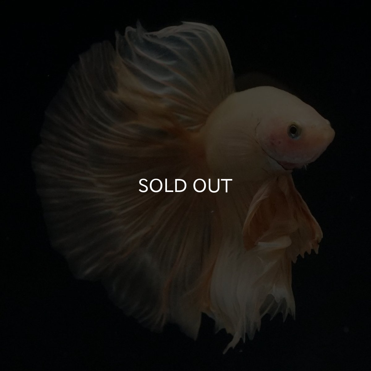 画像2: HM　イエロー (2)