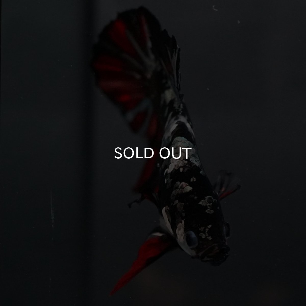 画像4: GHMPK ブラックカッパースター (4)