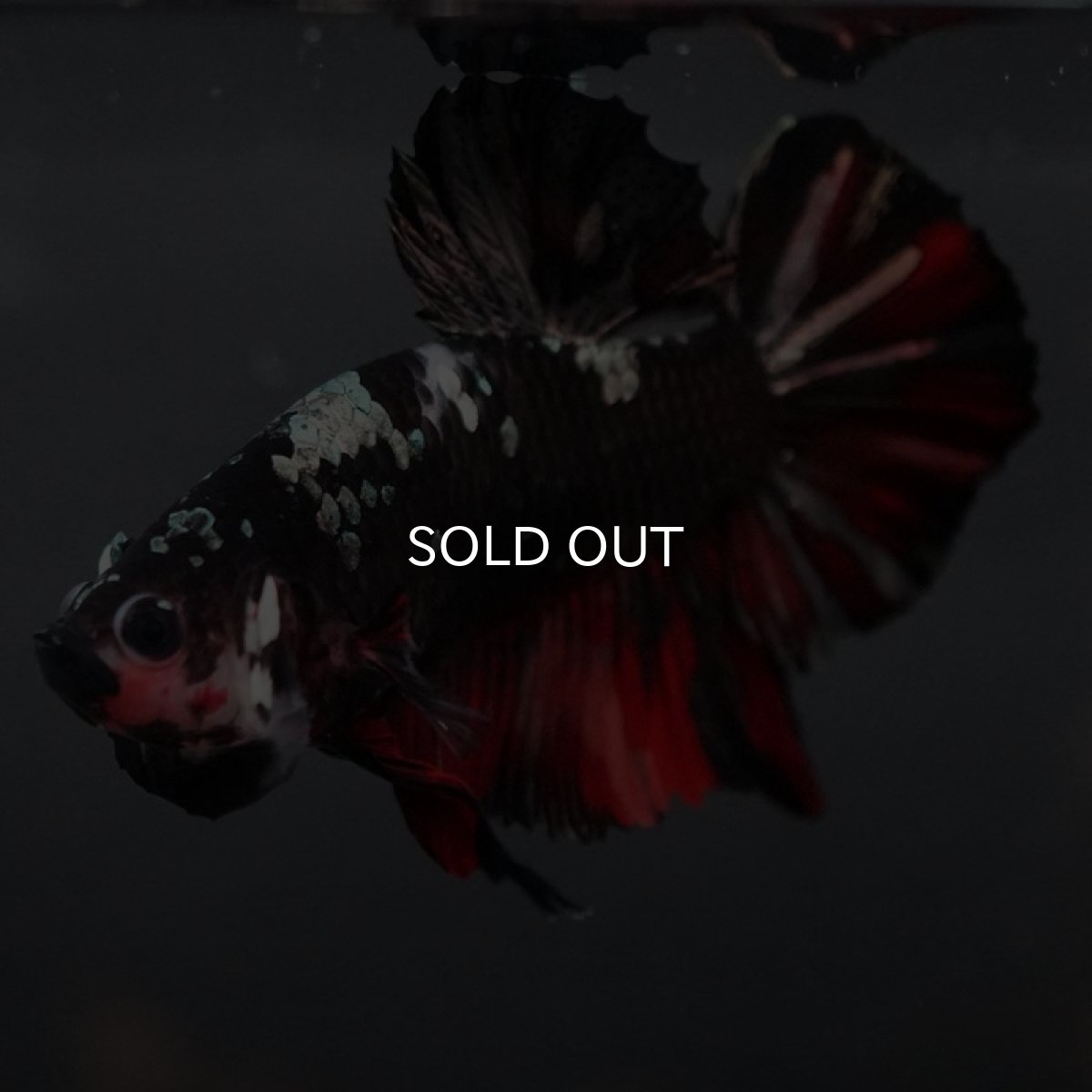 画像2: GHMPK ブラックカッパースター (2)