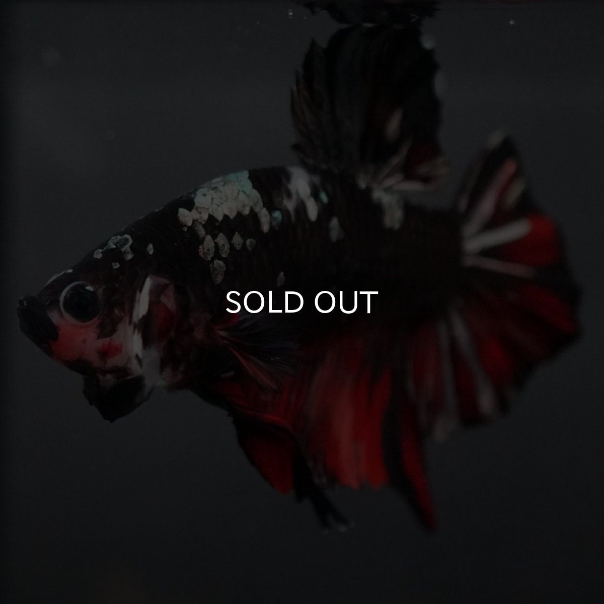 画像12: GHMPK ブラックカッパースター (12)