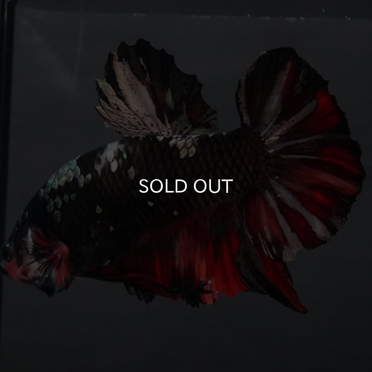 画像11: GHMPK ブラックカッパースター (11)