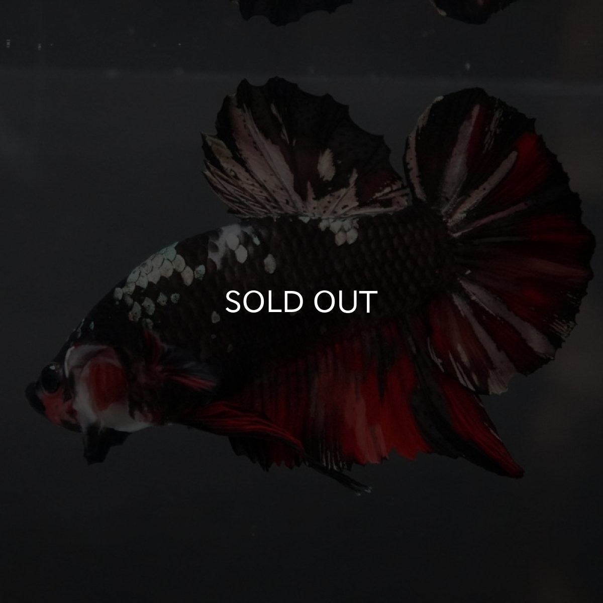 画像10: GHMPK ブラックカッパースター (10)