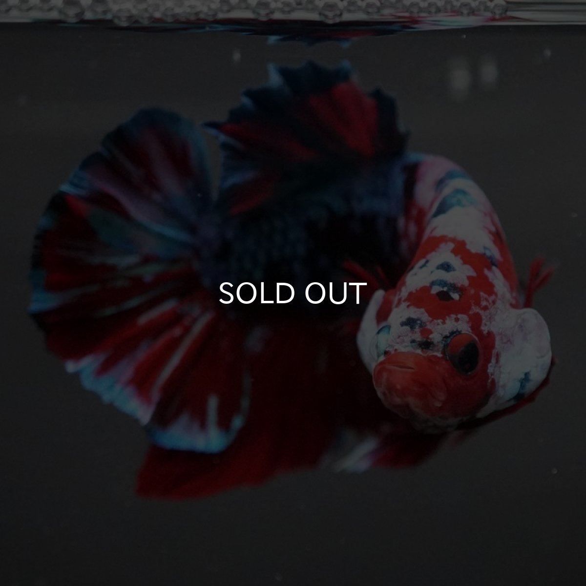 画像7: GHMPK レッドギャラクシー (7)