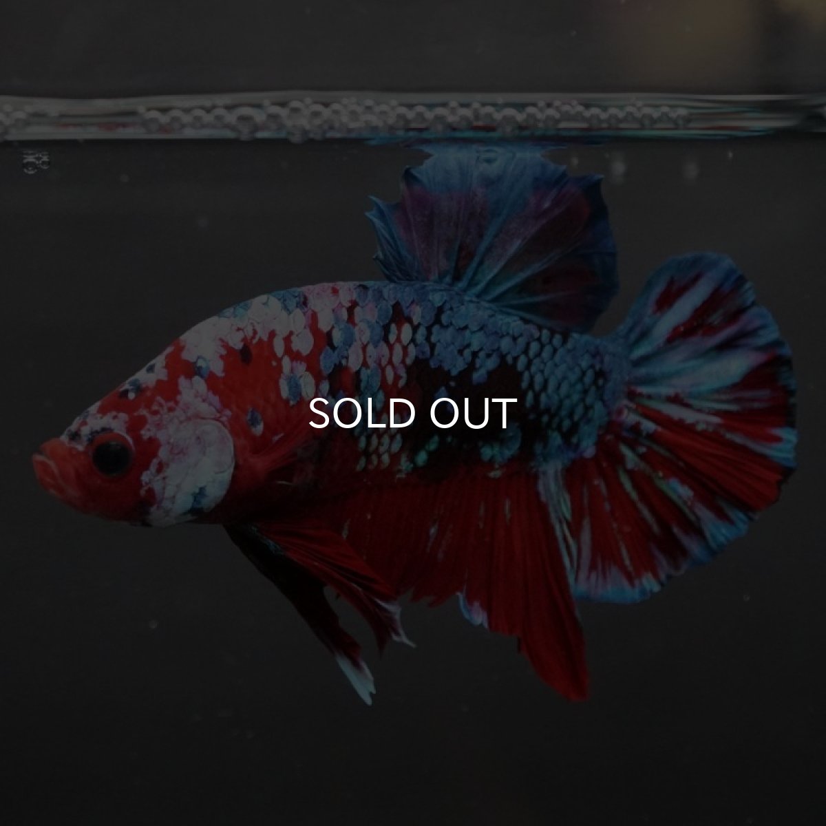 画像6: GHMPK レッドギャラクシー (6)